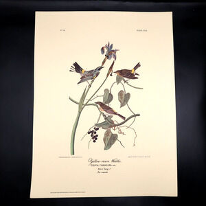 JJ Audubon Yellow-Crown Warbler Bird Print 12 x 16 Milwaukee Public Library